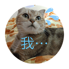 Cookie 喵嗚來啦！〈第二彈〉