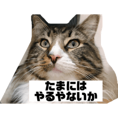 Norwegian Forest Cat Osaka dialect stamp