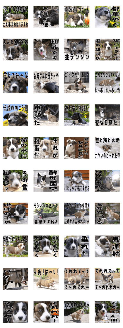 MIEDOG Welsh Corgi Cardigan sticker 19