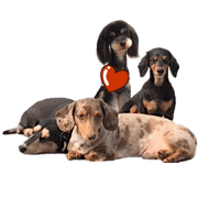 Dachshund sometime chiwapuu