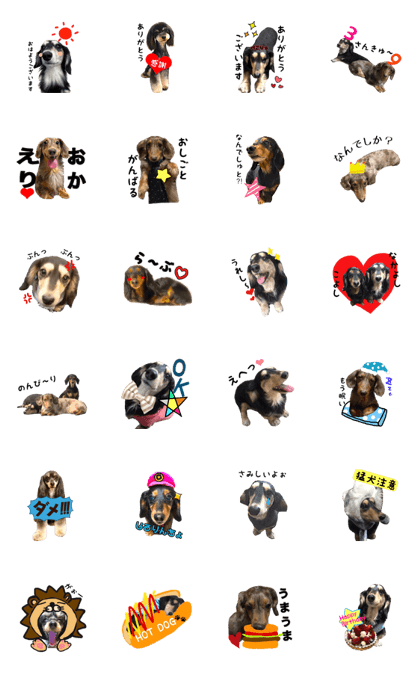 Dachshund sometime chiwapuu