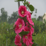Beauty village