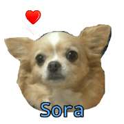 Chihuahua SORA and MEI
