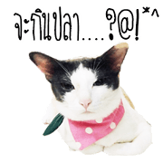 maww a cat