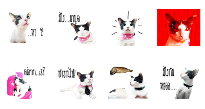 maww a cat