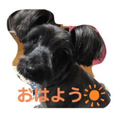 KOYUKI KOYUKI KOYUKI