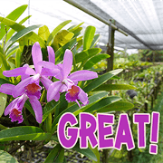 orchids thai4
