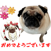 Real DOG Pag-RIKI-