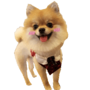Mimi the cute Pomeranian