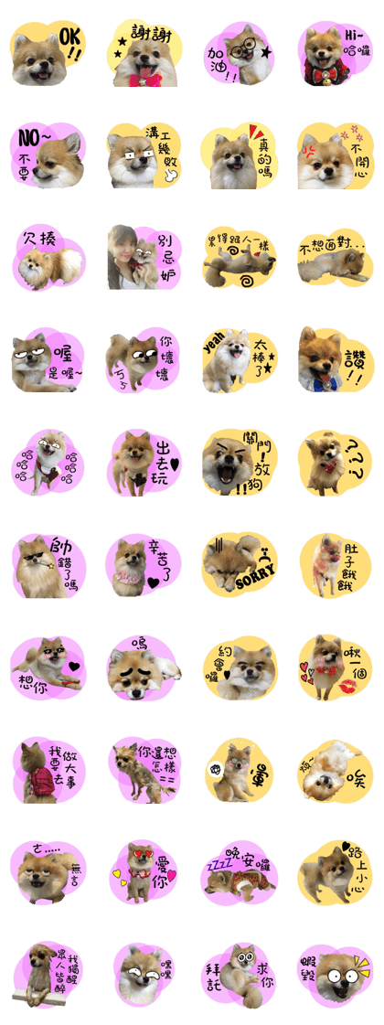 Mimi the cute Pomeranian