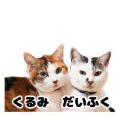 Cat's Kurumi & Daifuku