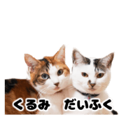 Cat's Kurumi & Daifuku
