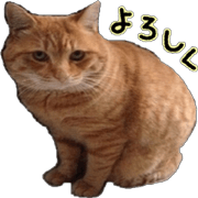 a cat named muuchan!!
