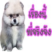 WK Pomeranian