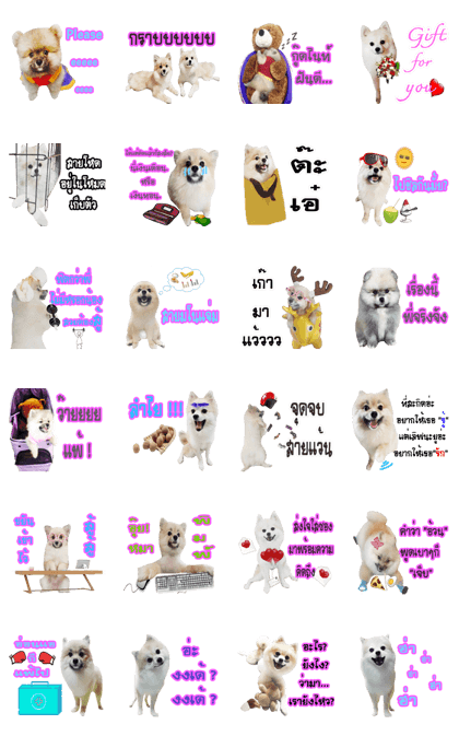 WK Pomeranian