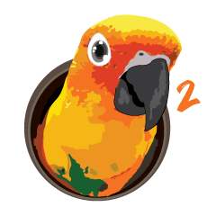 Sun Conure Parrot 2