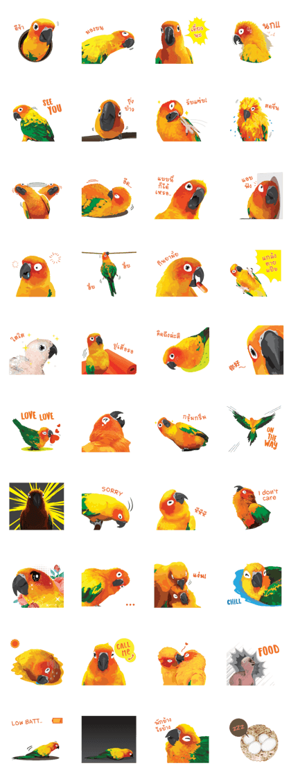 Sun Conure Parrot 2