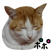 POPO-Neco