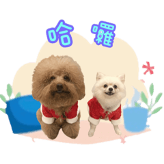 毛寶寶語錄❤️