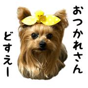 yorkieparadise1