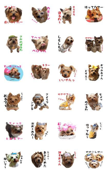 yorkieparadise1
