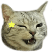 Cute Cats Love Togather