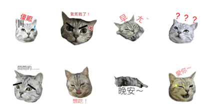 Cute Cats Love Togather