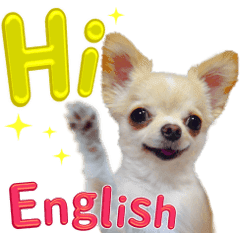 リアルなチワワ 英語 Line スタンプ Line Store リアルなチワワ 英語 Line スタンプ Line Store