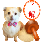 Rescue dog Team