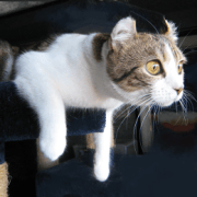 Five dear cats