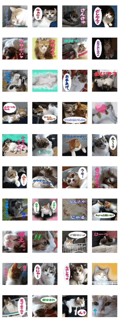 Five dear cats