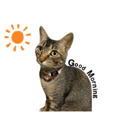 mycat_2