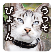 Innocent cats