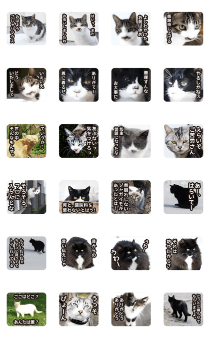 Innocent cats
