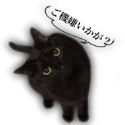 ieneko stamp -Sometimes, stray cat-