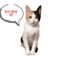 醬cat油