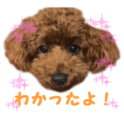 Petstamp collection 2017