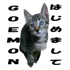 Lovely cat Goemon 1st