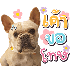 Khaiwhan frenchbull