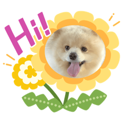 Fuji Cute Dog