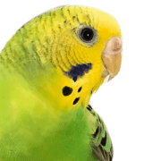 Pretty daily life of a budgerigar