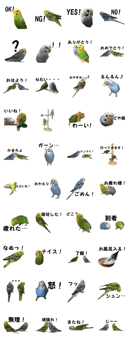 Pretty daily life of a budgerigar