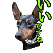 Minipin Bambi Sticker(Japanese)