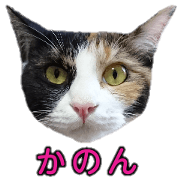 Of tortoiseshell cat Kanon