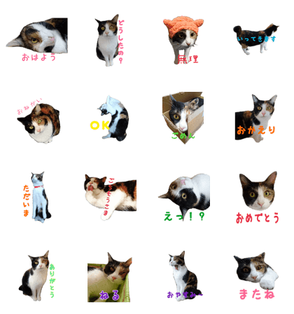 Of tortoiseshell cat Kanon