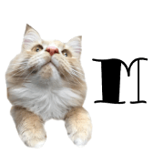 I'm Manihot. Mainecoon cat.