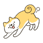 Akita-inu-chiyo