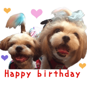 Real DOG Shih Tzu -RYU&RIKU-