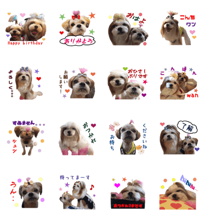 Real DOG Shih Tzu -RYU&RIKU-