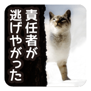 Claiming cats